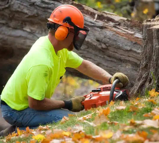 tree services Grand Point